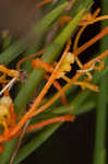 Harper's dodder